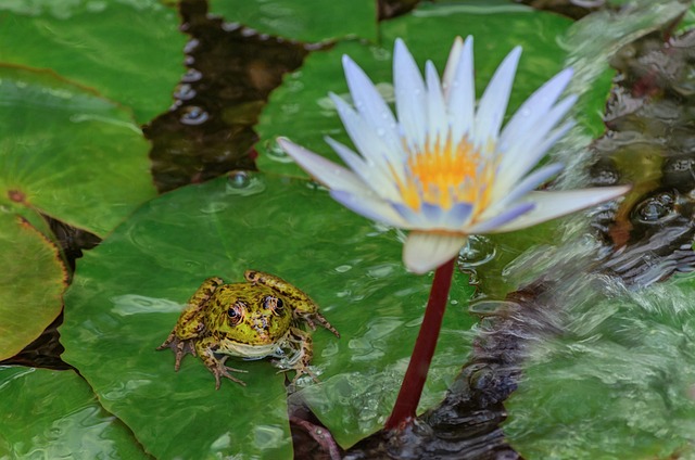 toad lily leaf with brown edges indicating stress