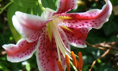 asiatic lily garden