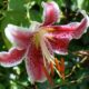 asiatic lily garden