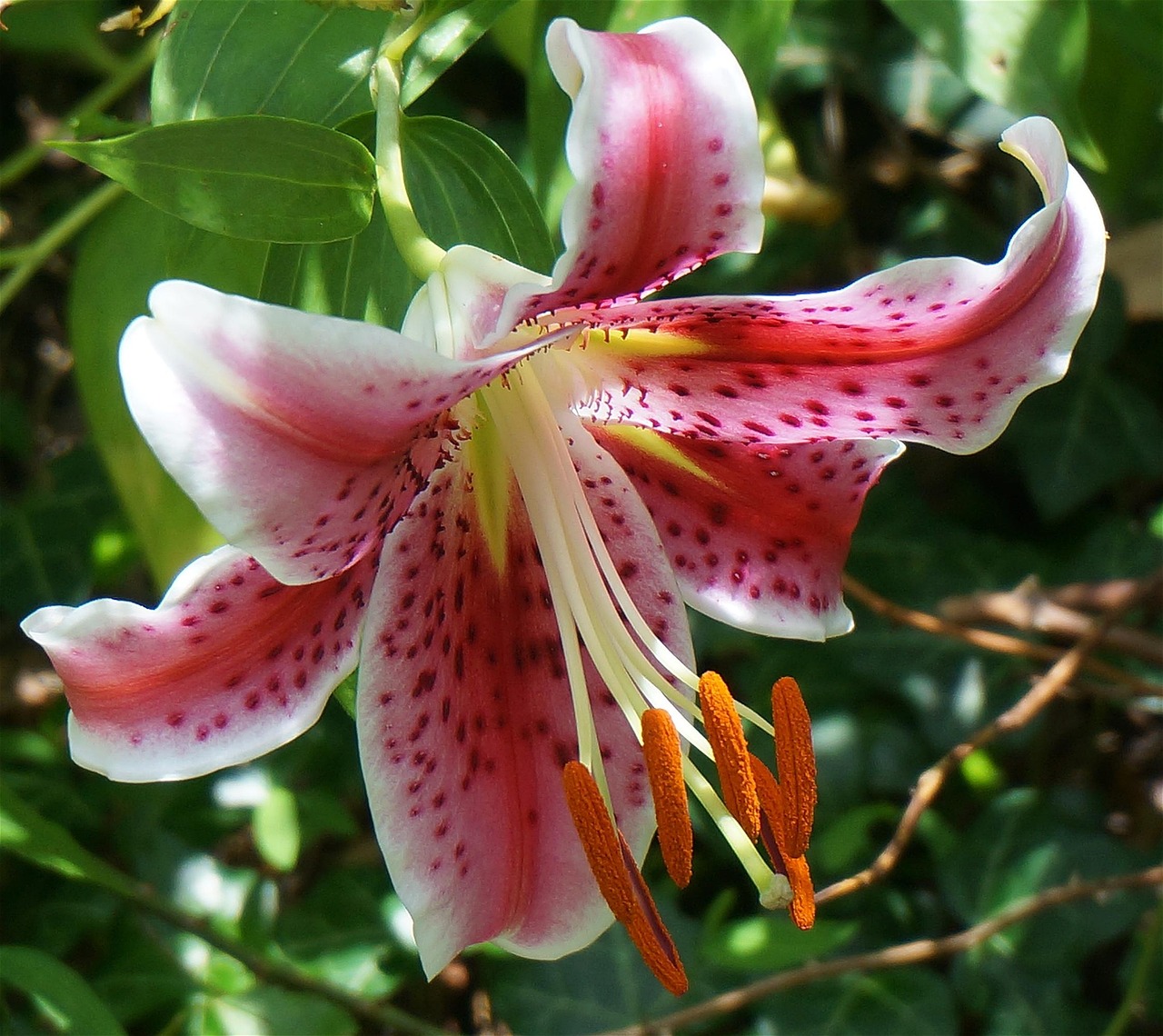 asiatic lily garden