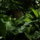 brush cutter clearing dense brush