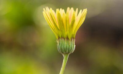 gerbera daisy flower