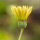 gerbera daisy flower