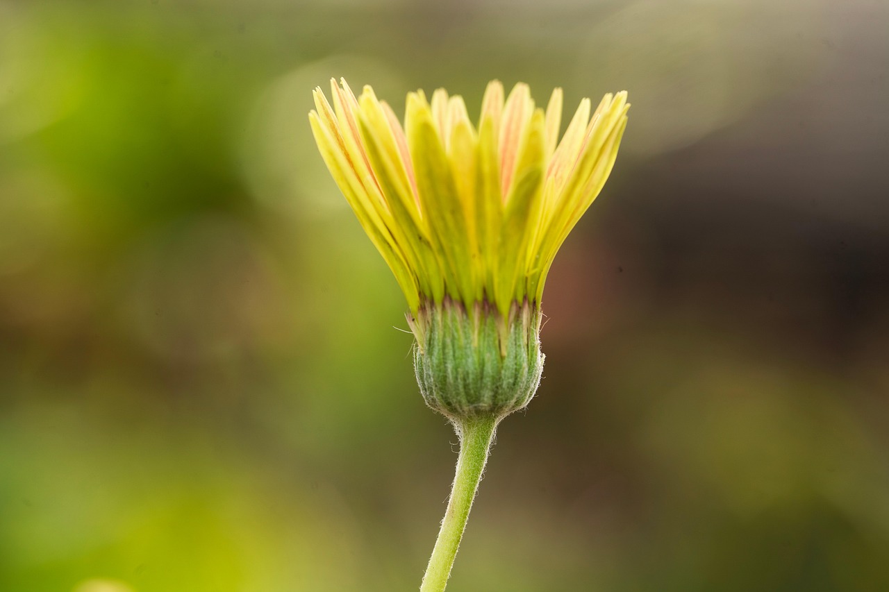 gerbera daisy flower