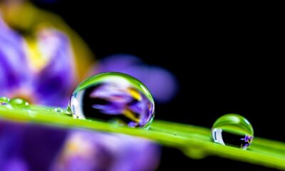 purple fountain grass plumes