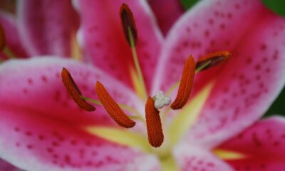 stargazer lily garden