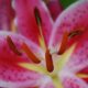 stargazer lily garden