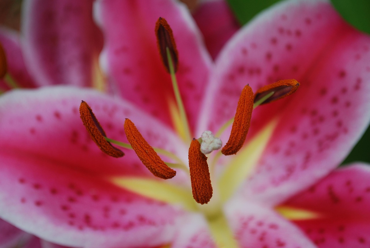 stargazer lily garden